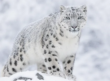 La panthère des neiges