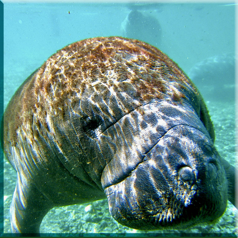Lamantin