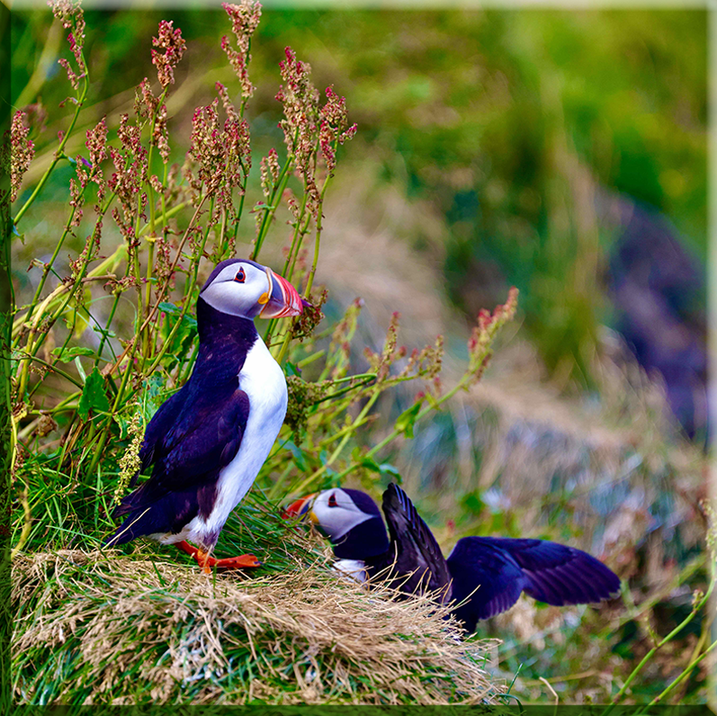 Islande