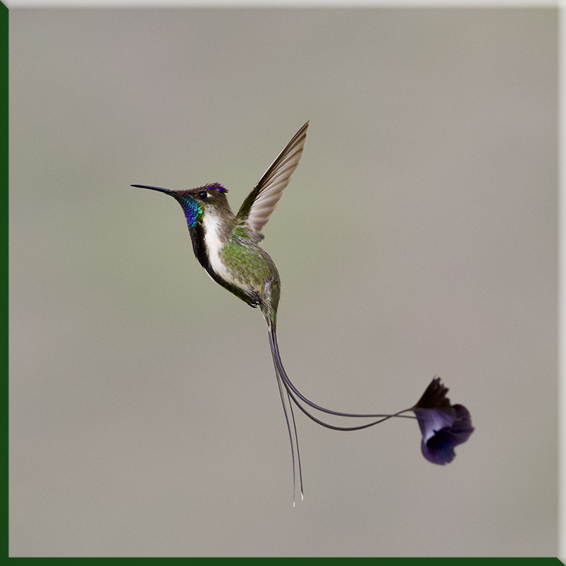 Colibri