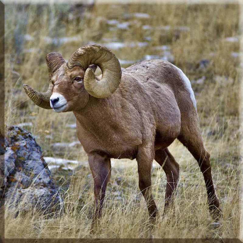 Mouflon